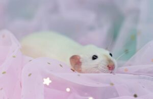 Маленькие крысята во сне: толкование