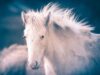 Белая Лошадь во Сне: Толкование Сонника