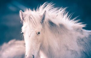 Белая Лошадь во Сне: Толкование Сонника