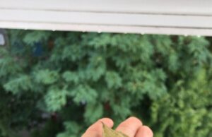 Лавровый лист: заговор на привлечение денег