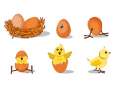 Сонник: Яйца в гнезде