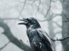 Черная ворона во сне: толкование сна