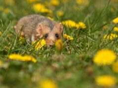 Красивые имена для джунгарских хомяков-мальчиков