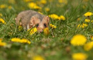 Красивые имена для джунгарских хомяков-мальчиков