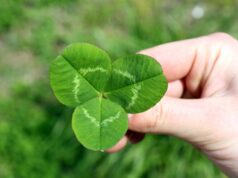 Тайна трехлистного клевера