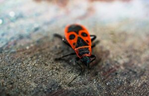 Толкование сна: тараканы, жуки и насекомые