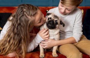 Собачий приют во сне: толкование и значение