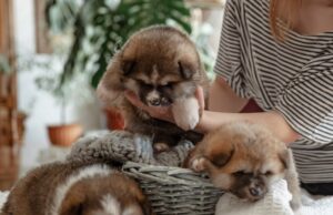 Толкование сна: много животных в доме