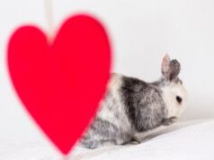 Клички для джунгарских хомяков-девочек