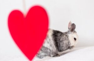 Клички для джунгарских хомяков-девочек