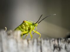 Толкование сна: мелкие тараканы