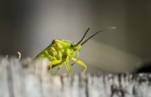 Толкование сна: мелкие тараканы