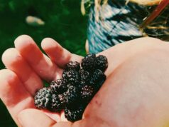 Ежевика: 10 идей для кухни и сада