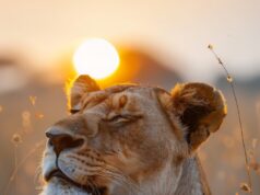 Приснился лев мужчине: толкование сна