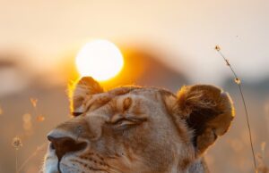 Приснился лев мужчине: толкование сна