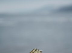 Толкование сна: большая рыба щука