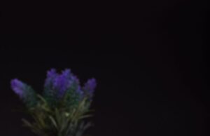 Десерты с рикоттой без выпечки