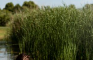 Сон о чистой речке: толкование